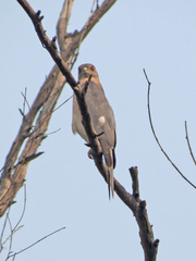 Accipiter badius
