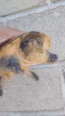 Staurotypus salvinii