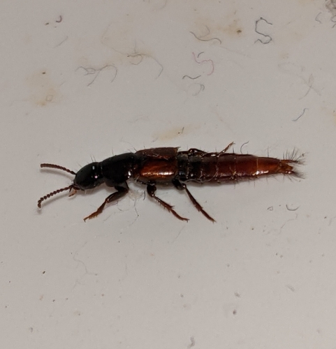 Quedius erythrogaster