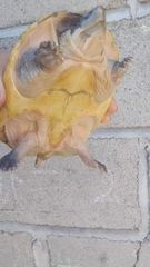 Staurotypus salvinii