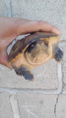 Staurotypus salvinii