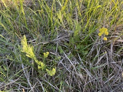Lomatium bradshawii