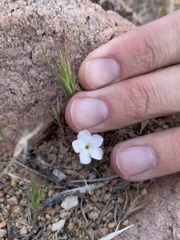 Linanthus dichotomus
