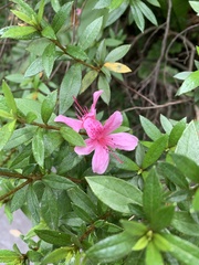 Rhododendron kanehirae