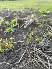 Lomatium bradshawii