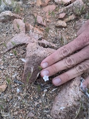 Linanthus dichotomus