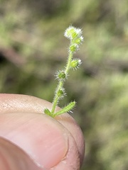 Johnstonella micromeres