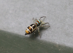 Cosmophasis micarioides