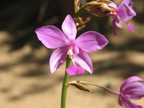 Philippine Ground Orchid