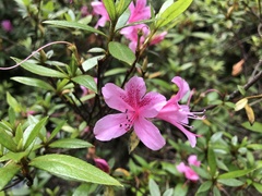 Rhododendron kanehirae