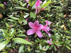 Rhododendron kanehirae