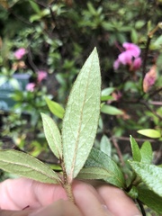 Rhododendron kanehirae
