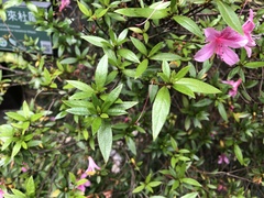 Rhododendron kanehirae