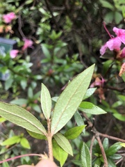 Rhododendron kanehirae