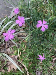 Dianthus palinensis
