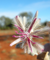 Ptilotus sessilifolius