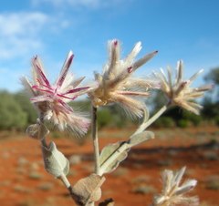 Ptilotus sessilifolius
