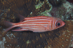 Sargocentron cornutum
