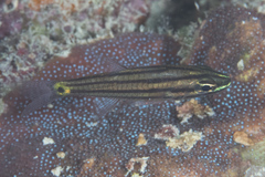 Cheilodipterus isostigma