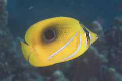Chaetodon bennetti
