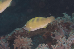 Scarus dimidiatus