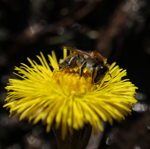 Small Sallow Mining Bee
