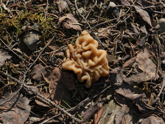 Gyromitra gigas