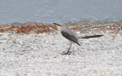 Mimus gilvus