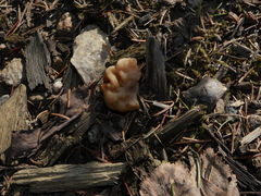 Gyromitra gigas