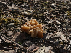 Gyromitra gigas