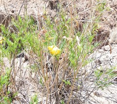 Tecoma stans angustata