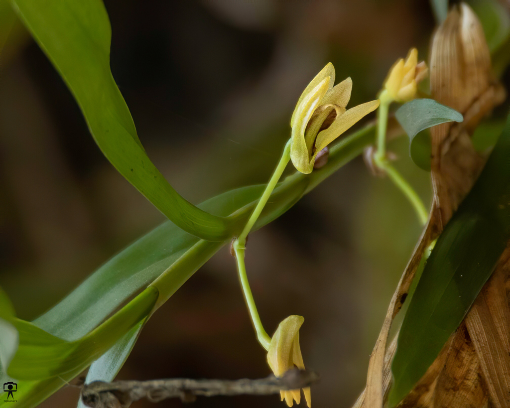 Dendrobium salaccense (Blume) Lindl.