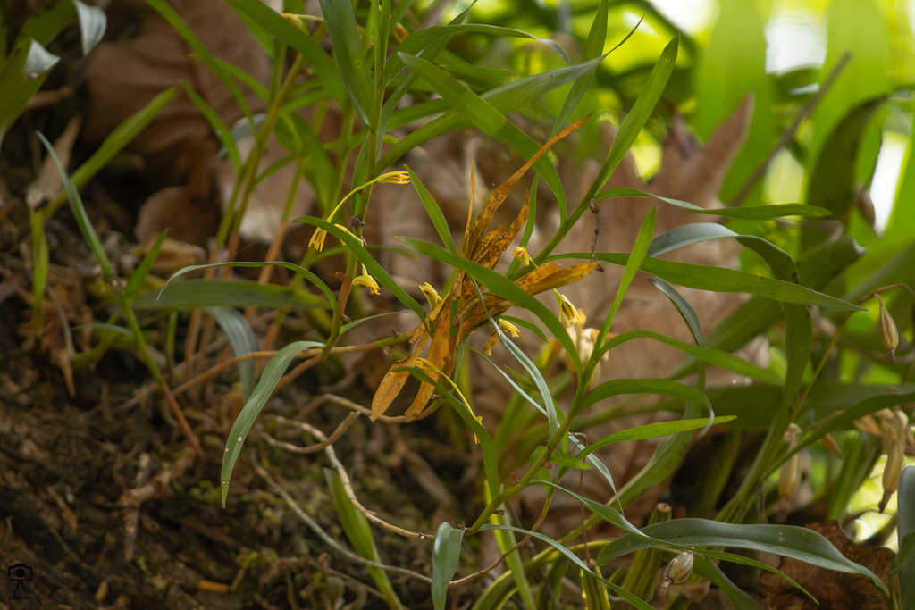 Dendrobium salaccense (Blume) Lindl. 2