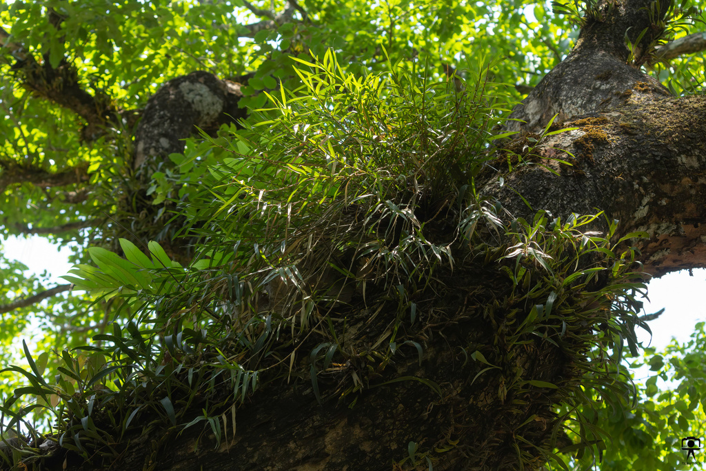 Dendrobium salaccense (Blume) Lindl. 3