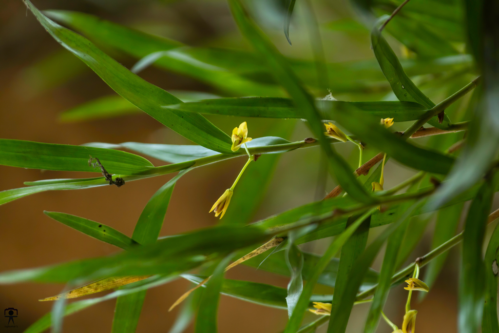 Dendrobium salaccense (Blume) Lindl. 4