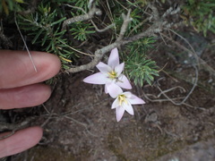 Hesperantha candida