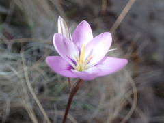 Hesperantha candida
