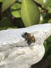Apis mellifera