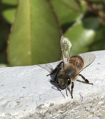 Apis mellifera
