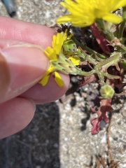 Malacothrix foliosa foliosa