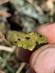 Pyrgulopsis