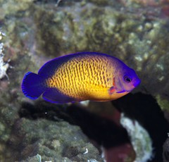 Centropyge bispinosa