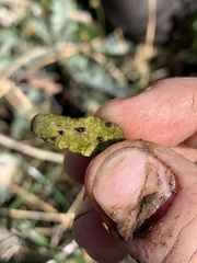 Pyrgulopsis