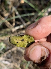 Pyrgulopsis