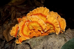 Laetiporus versisporus