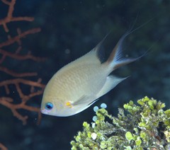 Pycnochromis amboinensis