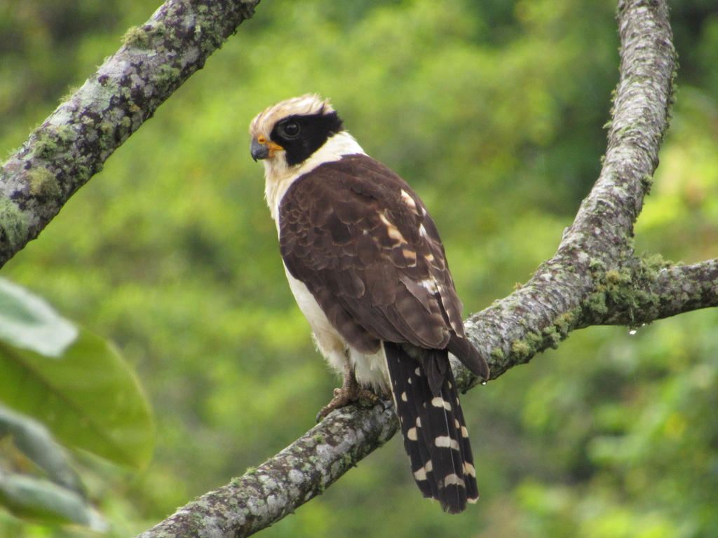 Laughing Falcon (AVIFAUNA ZONA PROTECTORA RIO NAVARRO RIO SOMBRERO ...