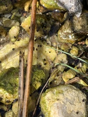Pyrgulopsis