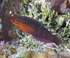 Halichoeres biocellatus