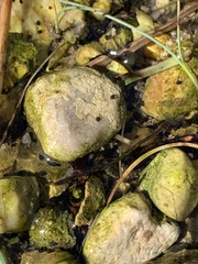 Pyrgulopsis